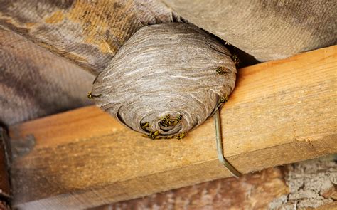 how to get rid of wasps nest
